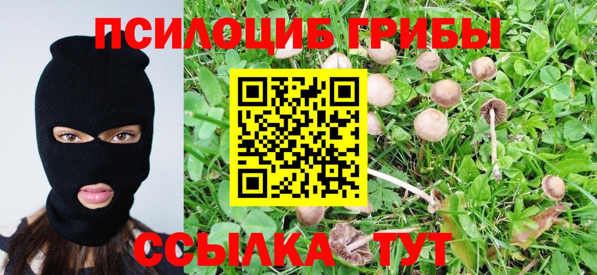 Галлюциногенные грибы Psilocybe Малгобек