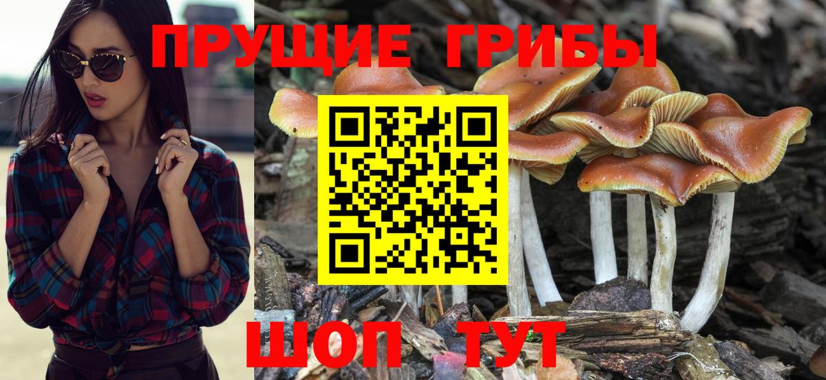 Малгобек  Галлюциногенные грибы Magic Shrooms  Вход с VPN 